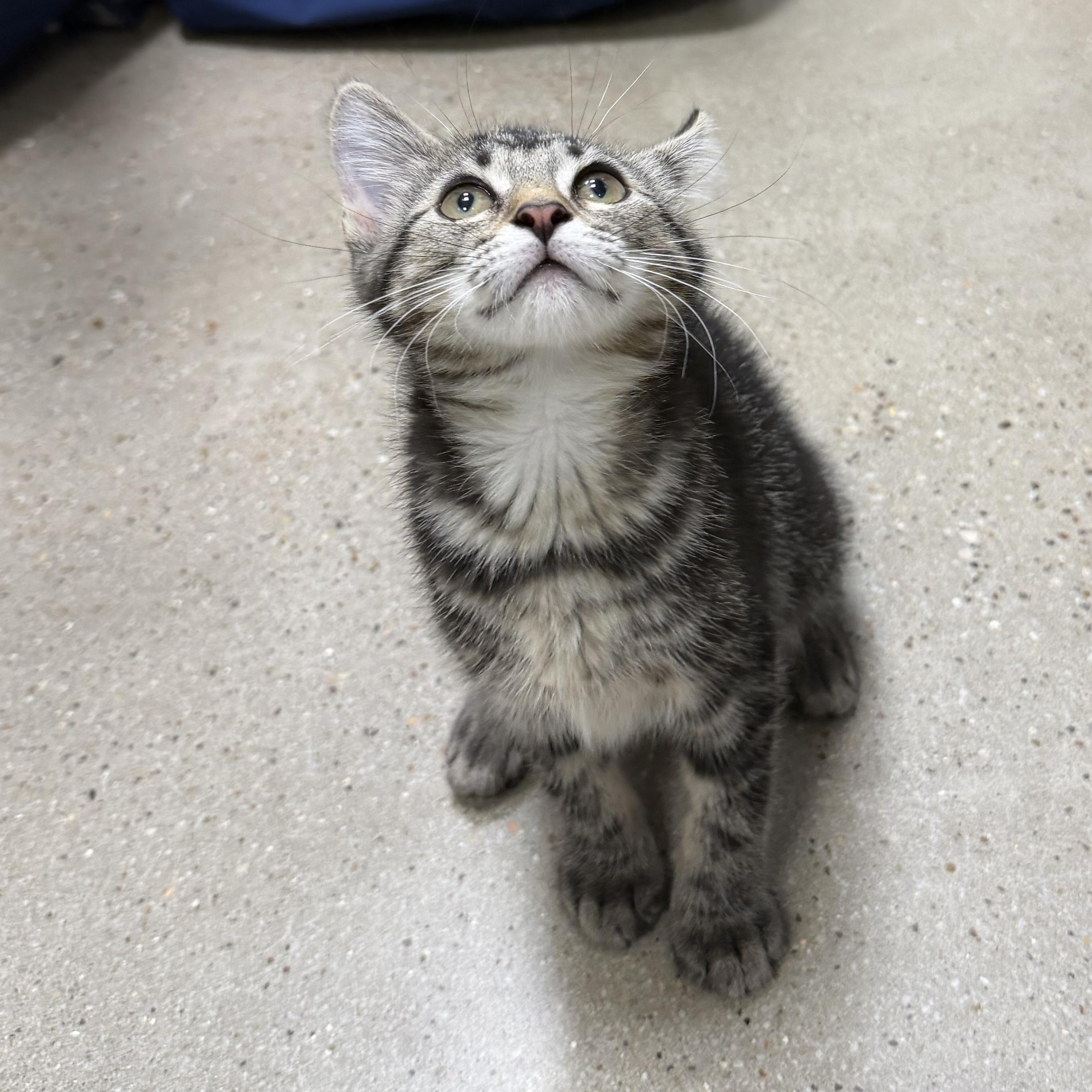 Pebbles - RF Petsmart, an adopted Domestic Medium Hair in Spring, TX image 5/5