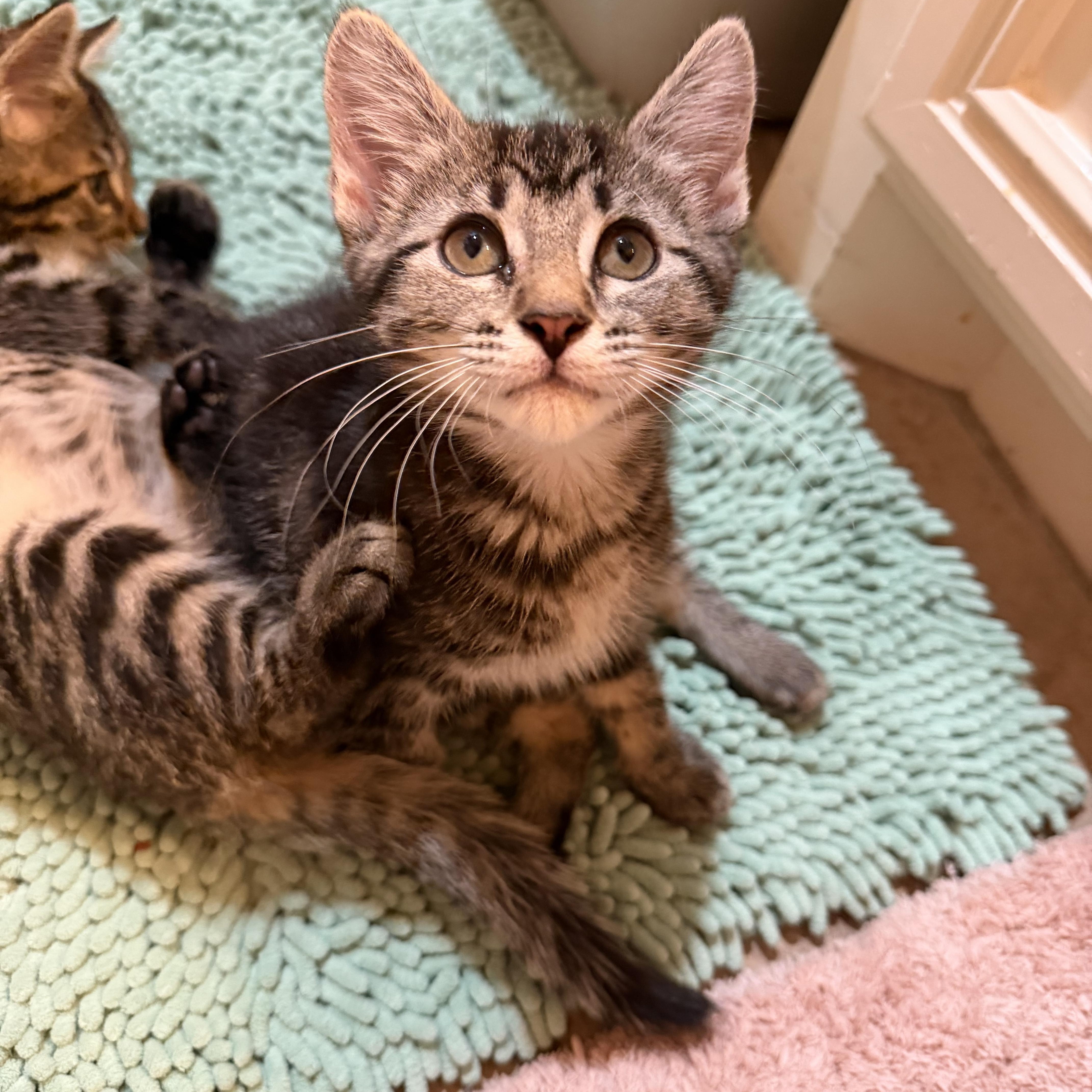 Pebbles - RF Petsmart, an adopted Domestic Medium Hair in Spring, TX image 3/5