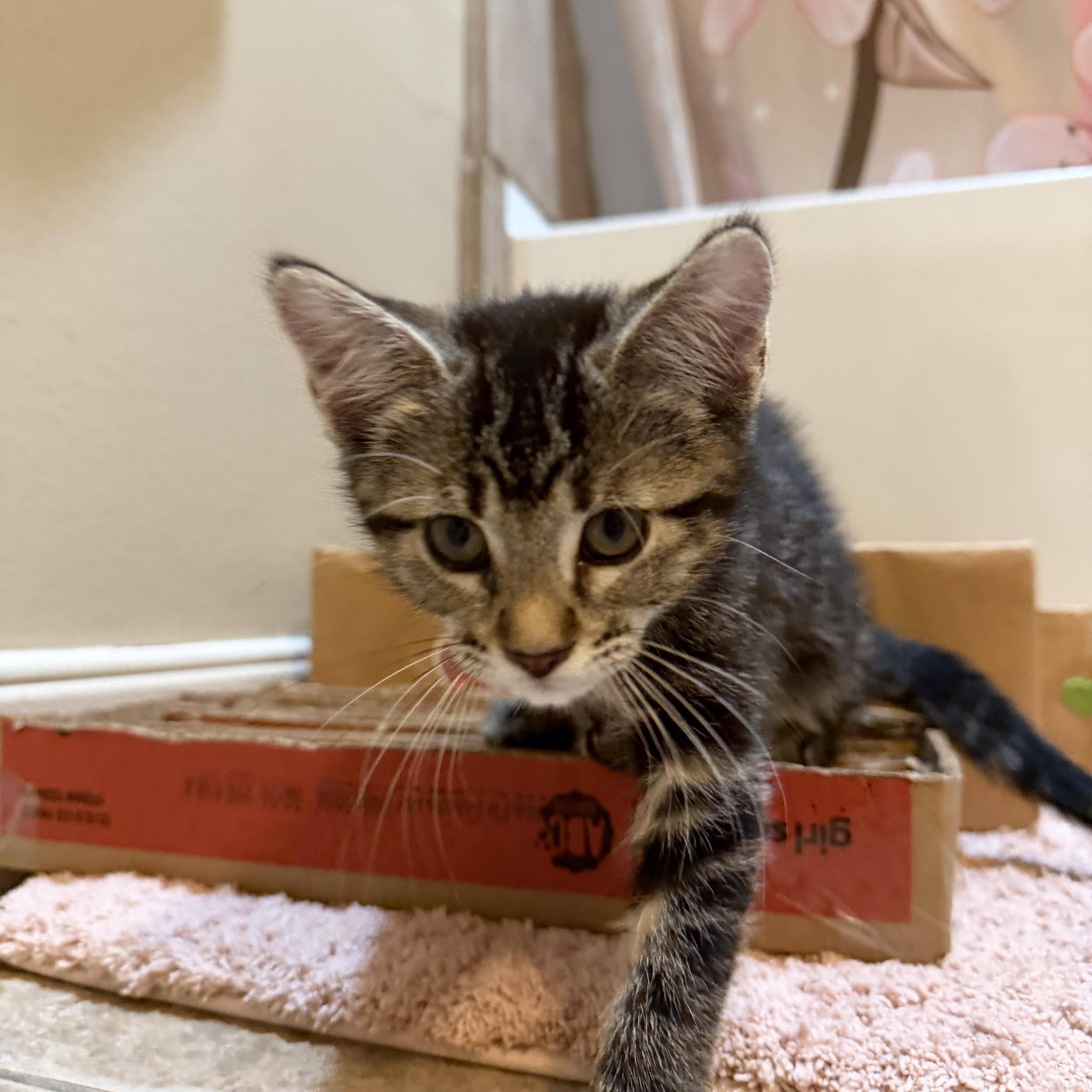 Pebbles - RF Petsmart, an adopted Domestic Medium Hair in Spring, TX image 2/5