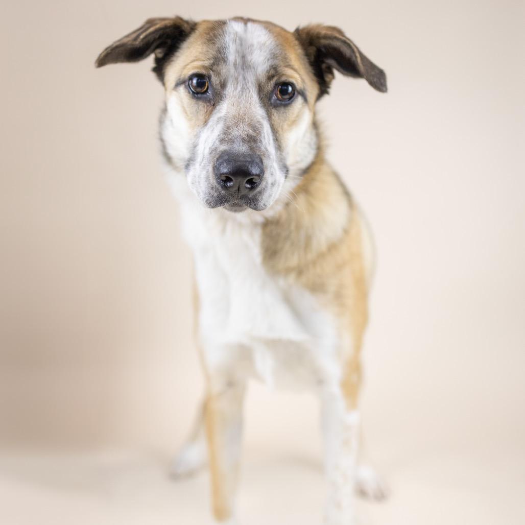 Maggie, Adoptable, Young Female Australian Cattle Dog / Blue Heeler.