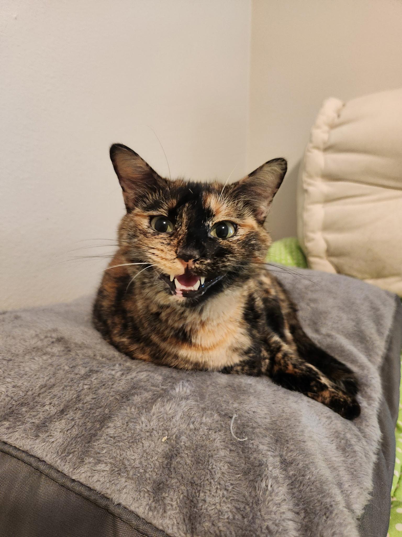 Enlarge Patra, a ADOPTABLE Tortoiseshell in Mount Pleasant, TX image 2/2