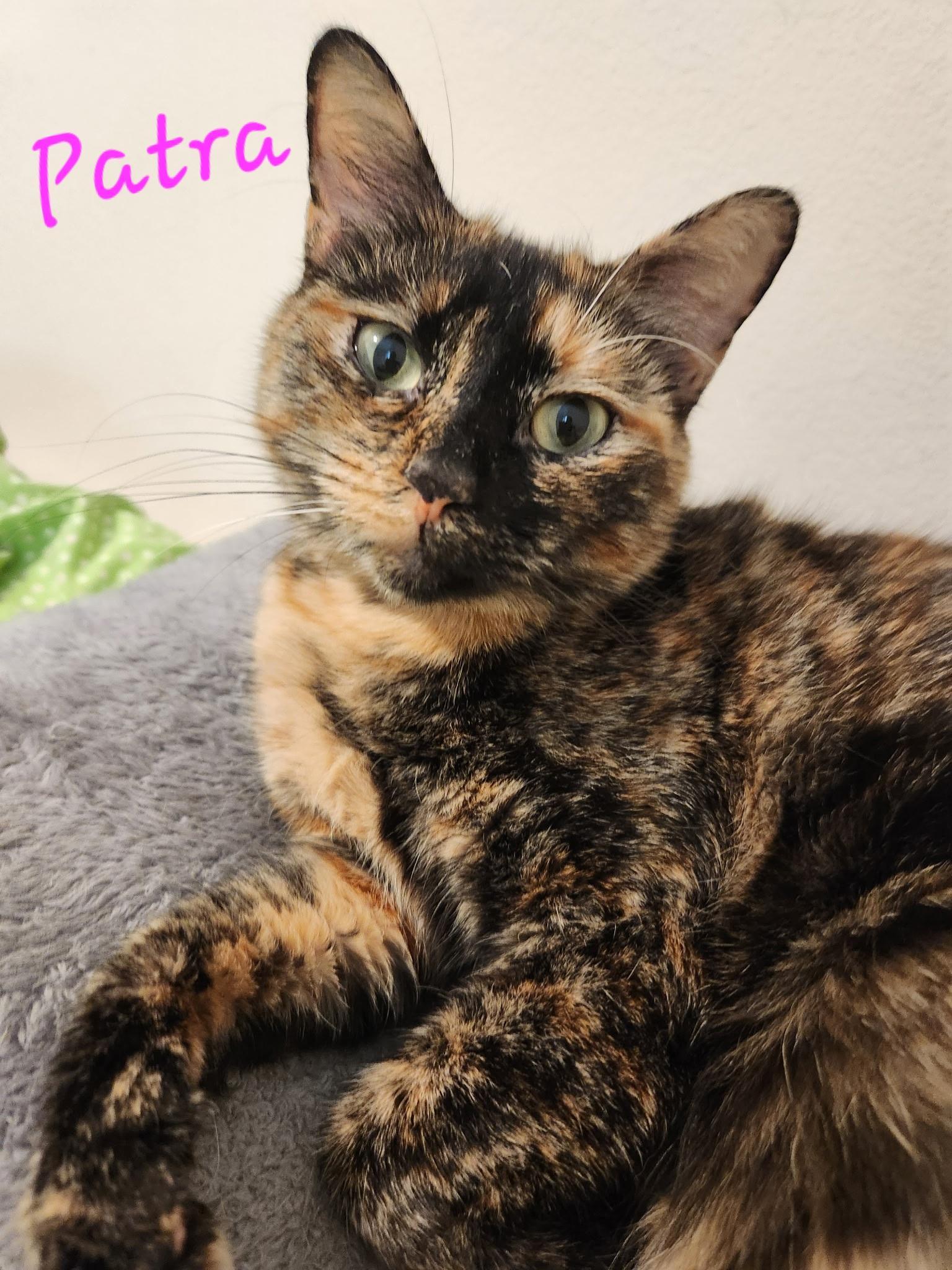 Patra, a Adoptable Tortoiseshell in Mount Pleasant, TX image 2/2