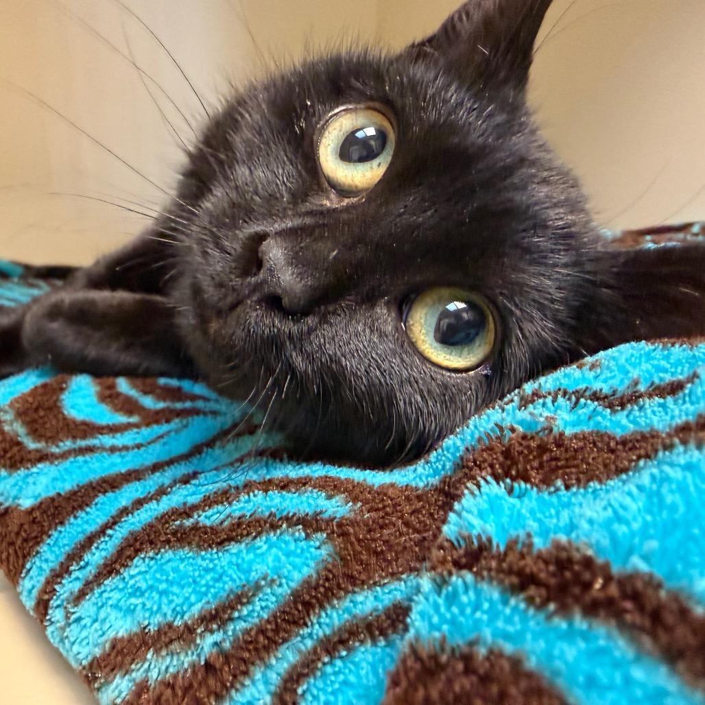 Nova, a Adoptable Domestic Short Hair in Cody, WY image 1/4