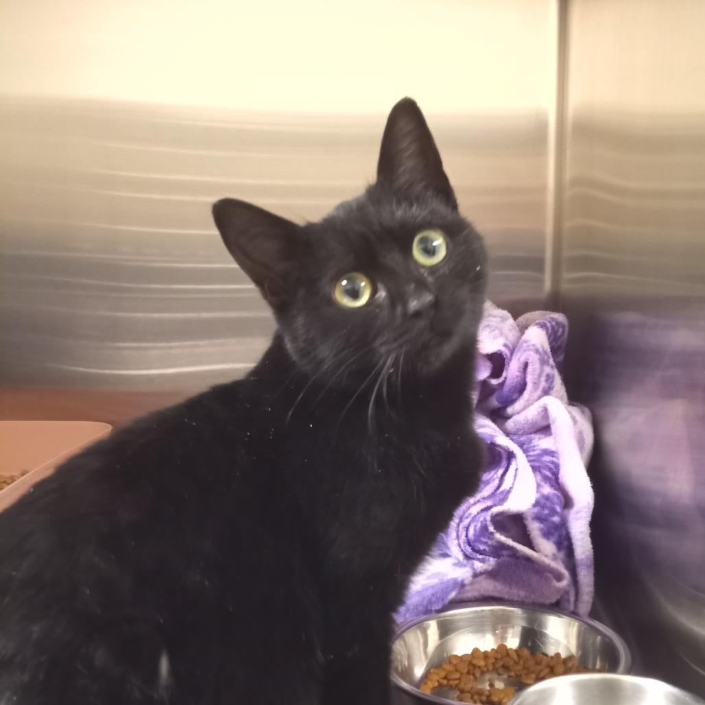 Nova, a Adoptable Domestic Short Hair in Cody, WY image 4/4