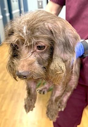 Turkey, Adoptable, Adult Male Dachshund.