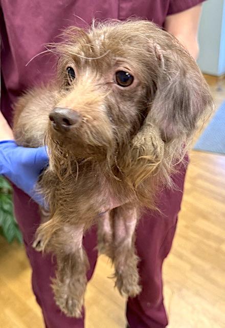 Turkey, a Adoptable mixed breed in Mount Airy, NC image 2/3