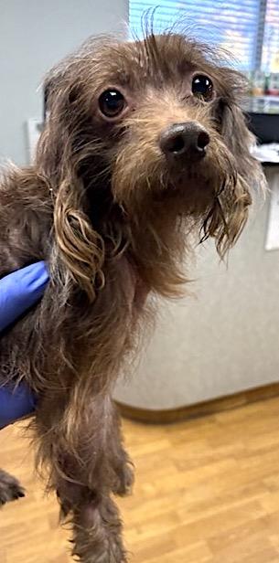 Turkey, a Adoptable mixed breed in Mount Airy, NC image 3/3