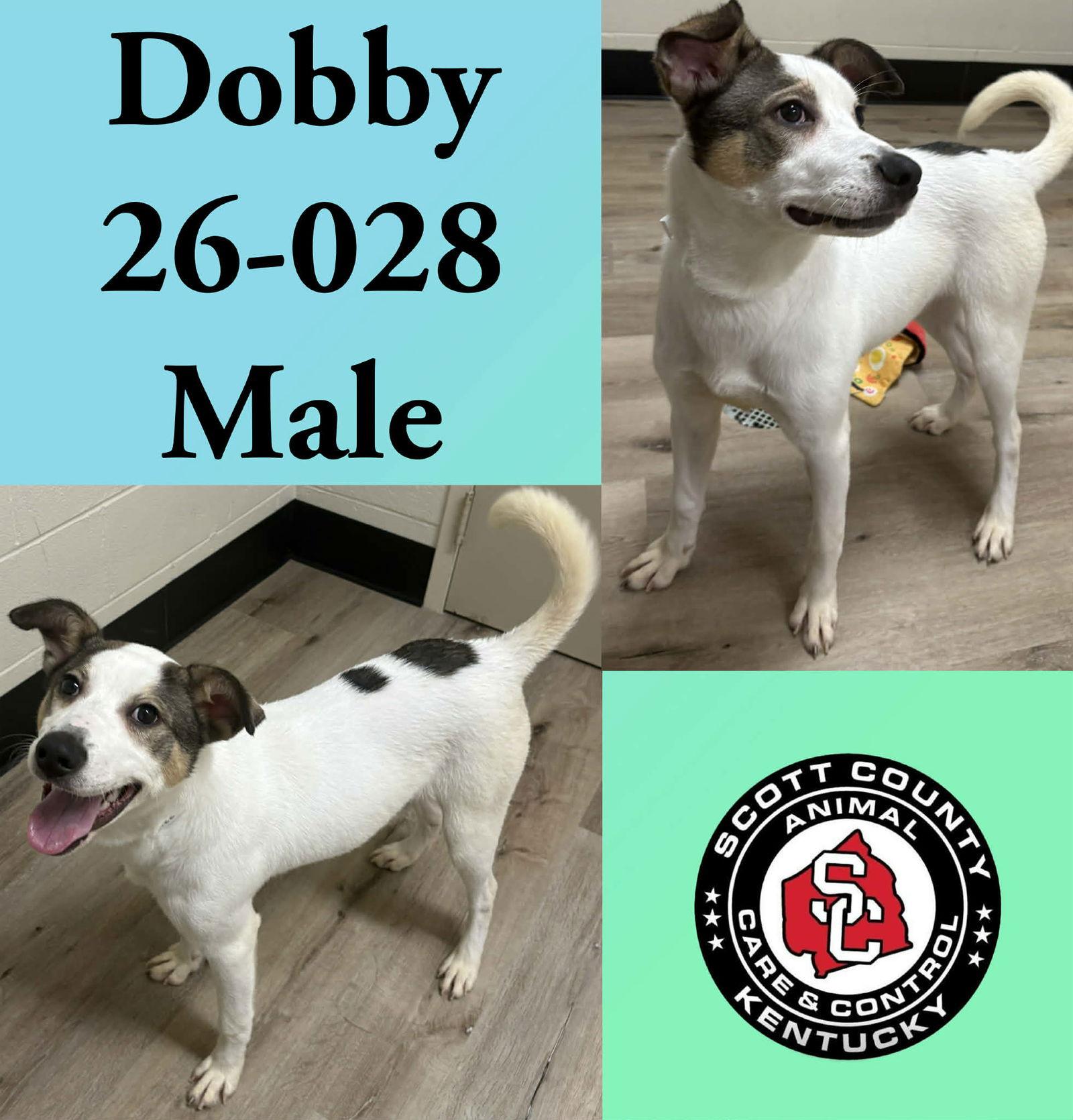 Dobby, Adopted, Young Male Terrier.