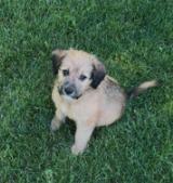 Remi, a Adoptable mixed breed in Hinckley, IL image 5/5