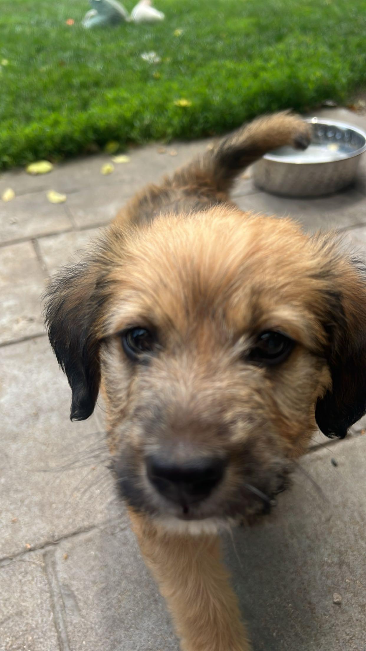 Remi, a Adoptable mixed breed in Hinckley, IL image 2/5