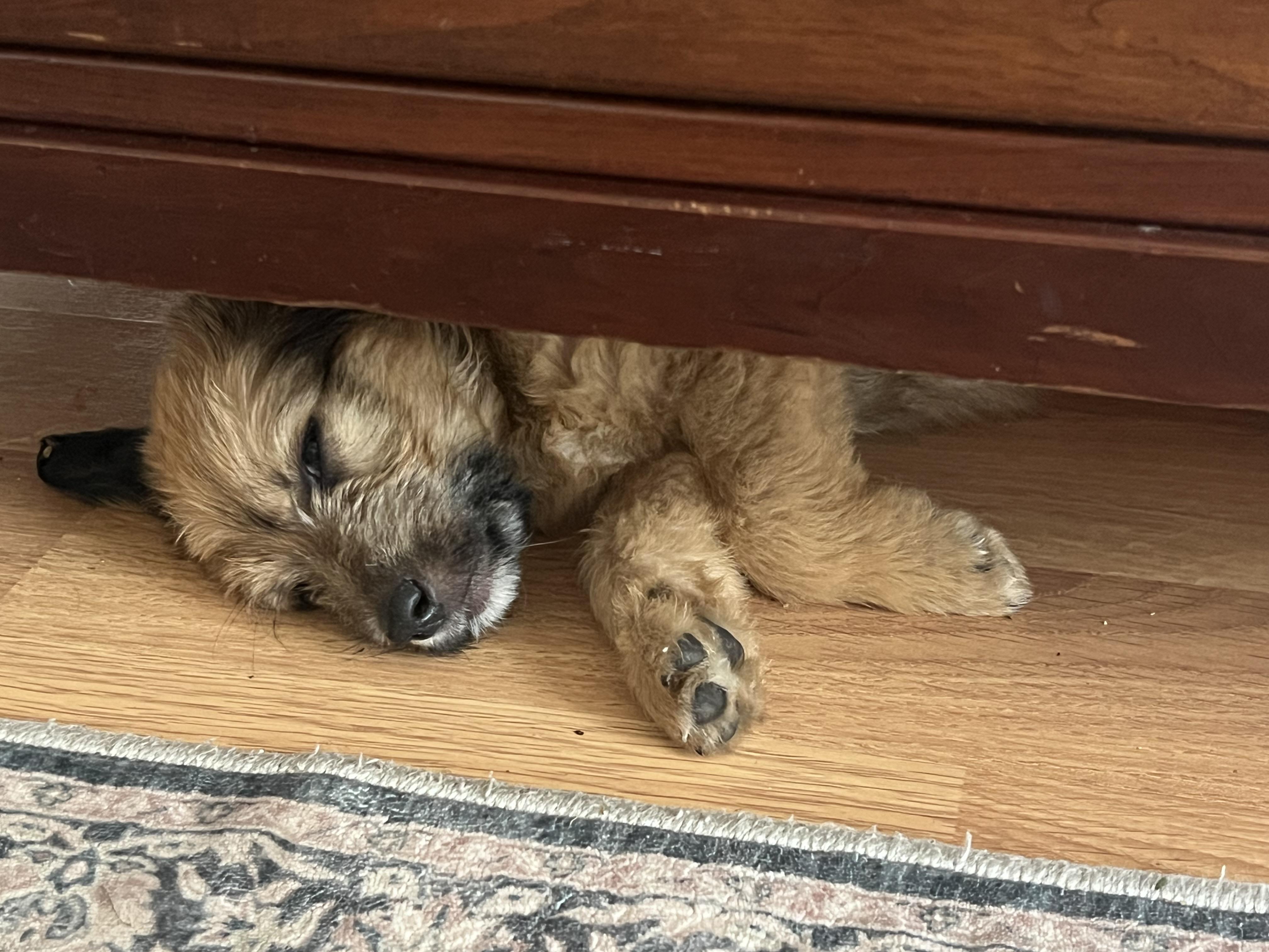 Remi, a Adoptable mixed breed in Hinckley, IL image 3/5