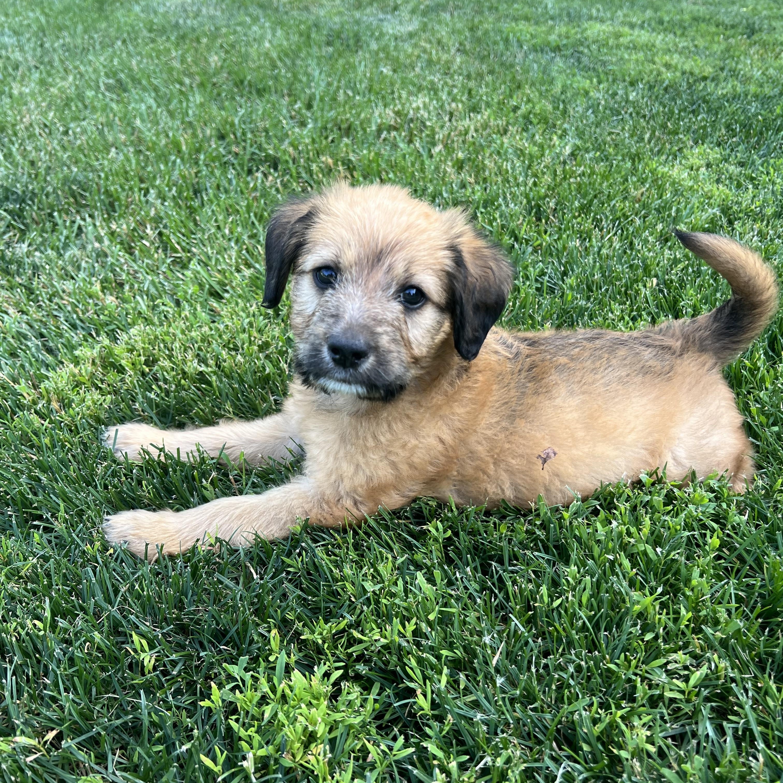 Remi, a Adoptable mixed breed in Hinckley, IL image 1/5