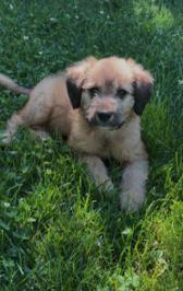 Remi, a Adoptable mixed breed in Hinckley, IL image 4/5