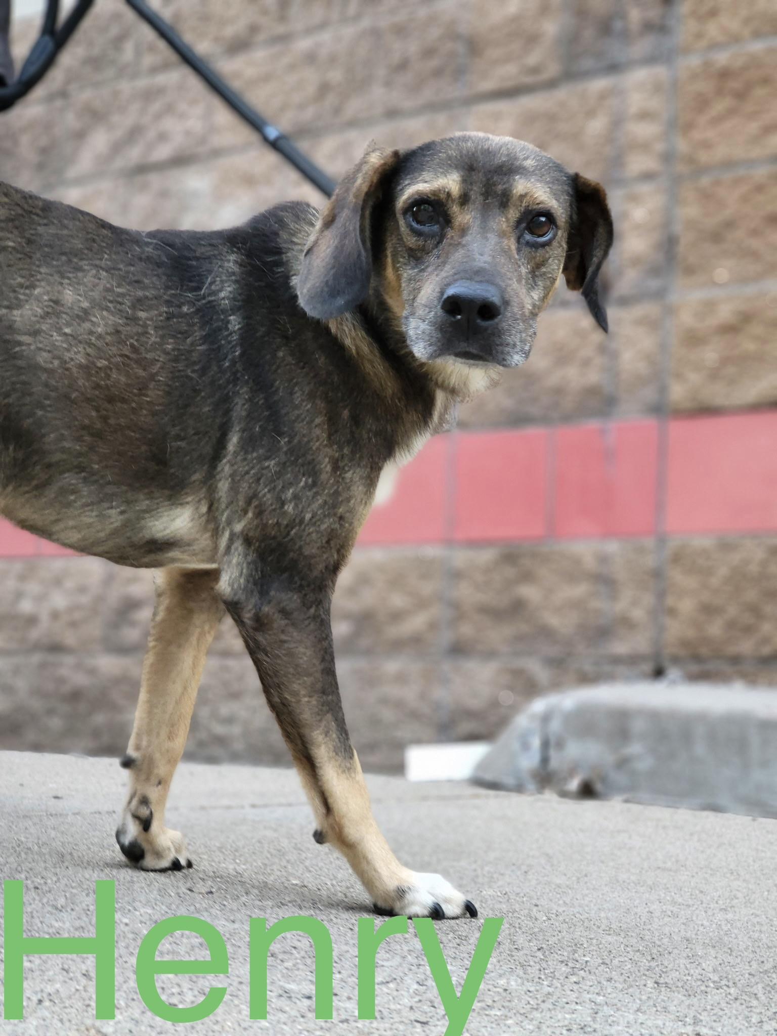 Enlarge Henry, a Adoptable mixed breed in Zimmerman, MN image 1/2