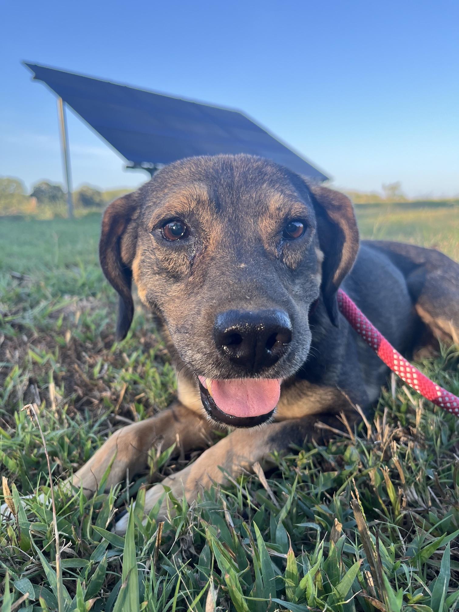 Enlarge Henry, a Adoptable mixed breed in Zimmerman, MN image 2/2