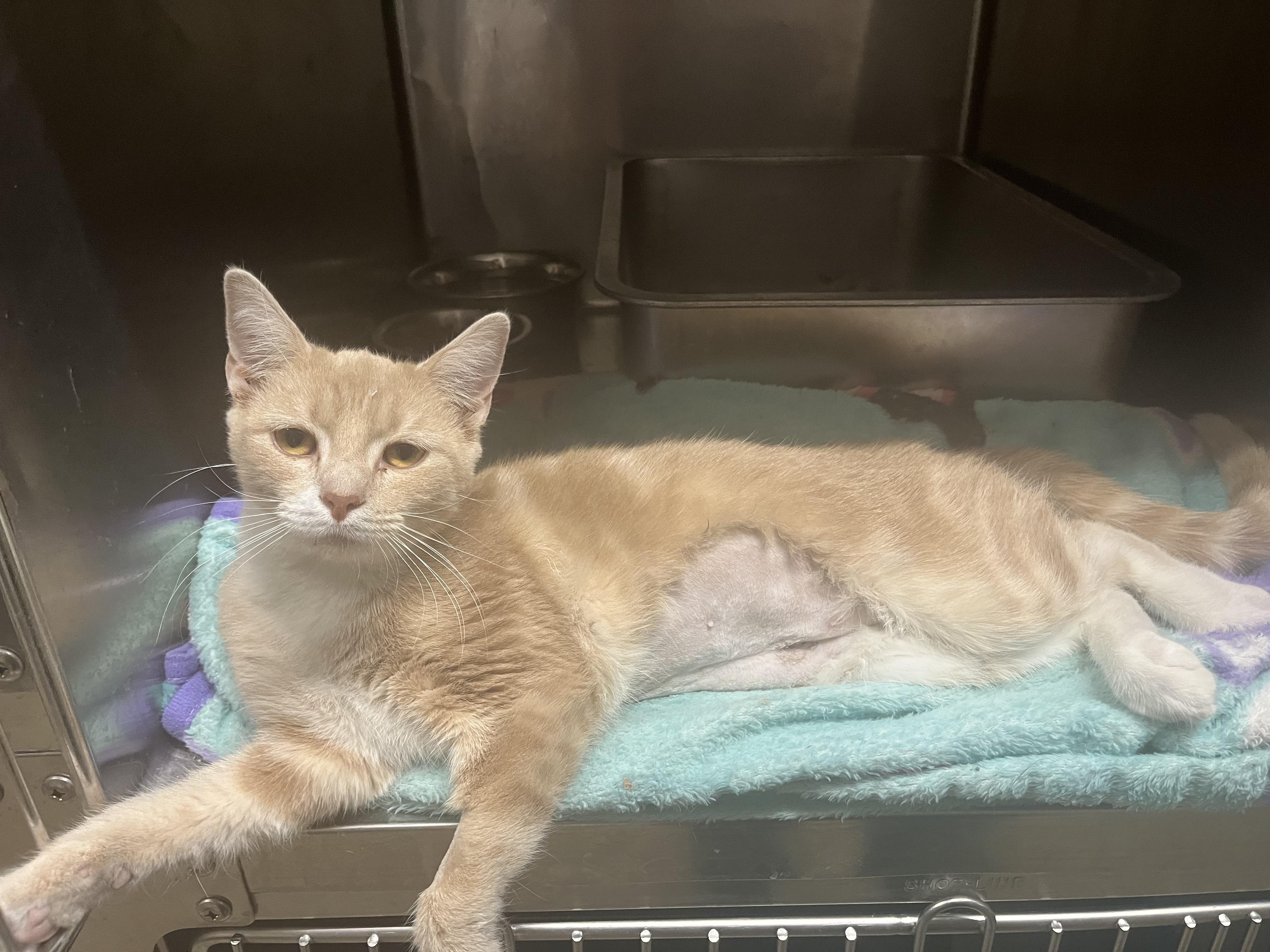 LOLA (DAISY), adoptable, Adult Female Tabby & Domestic Short Hair.