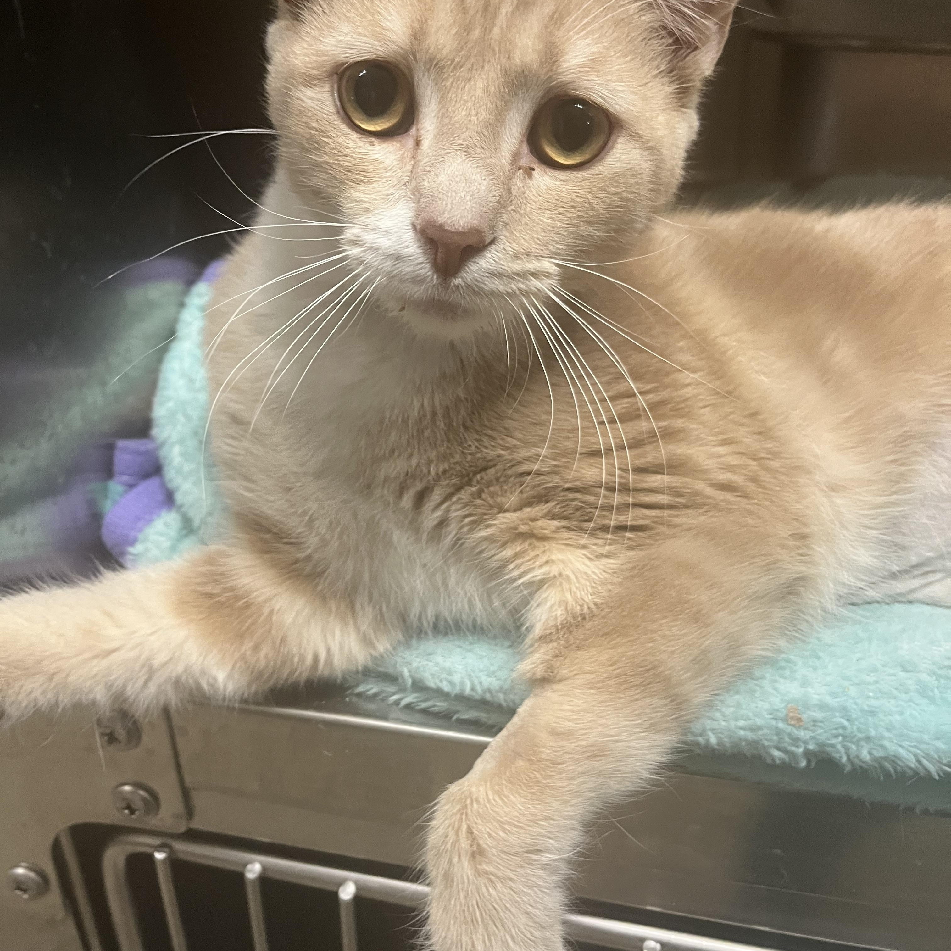 Enlarge LOLA (DAISY), an adoptable mixed breed in Cincinnati, OH image 2/2