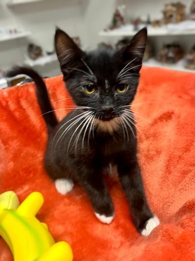 SPRITE, adoptable, Kitten Male Domestic Short Hair.