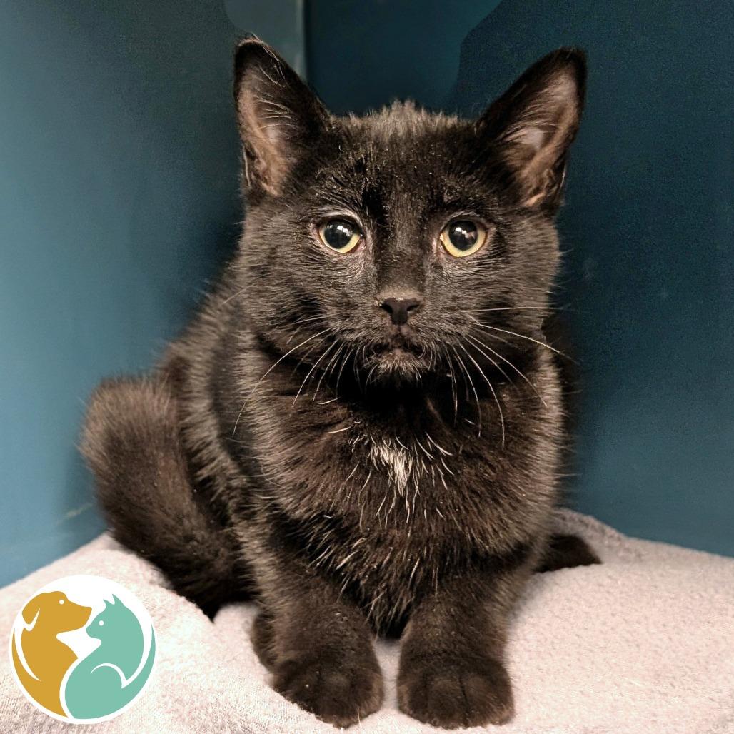 Panther, Adoptable, Kitten Female Domestic Short Hair & Domestic Short Hair.