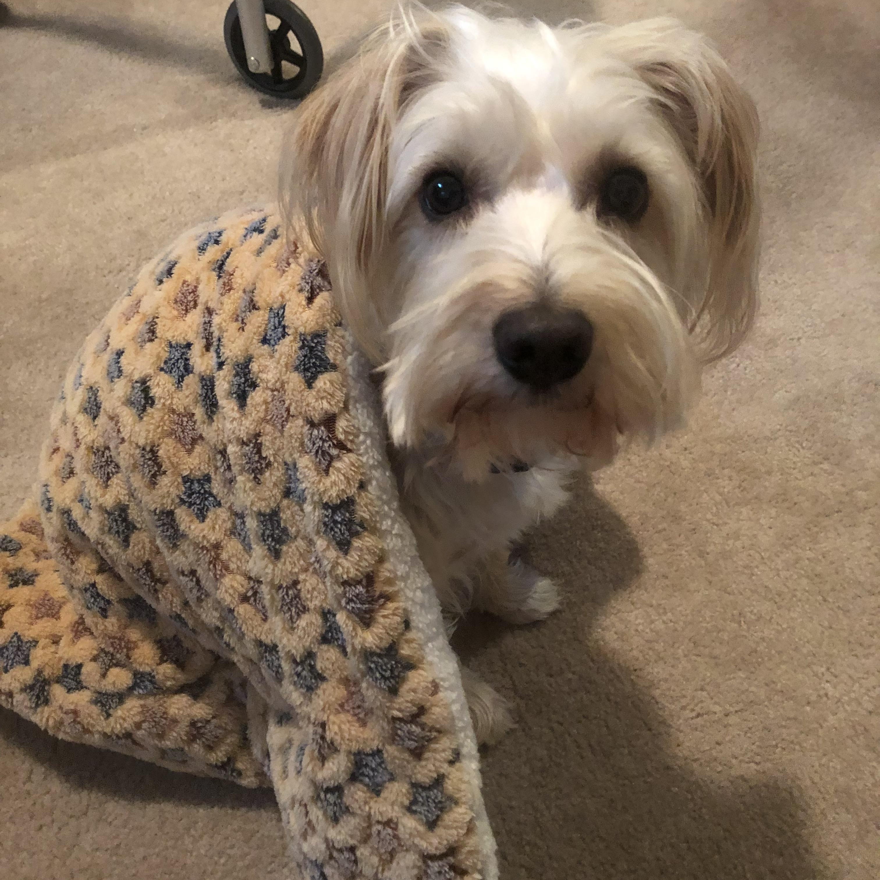 J.J., Adoptable, Adult Male Maltese.
