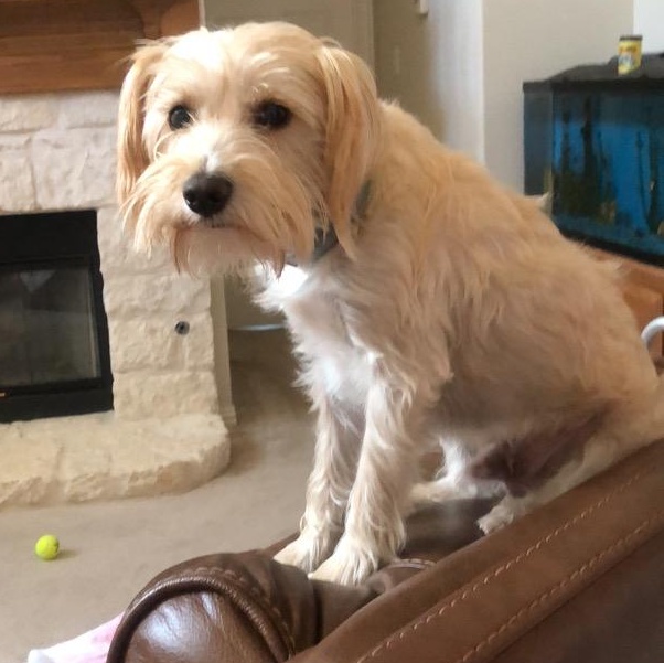 Enlarge J.J., a Adoptable Maltese in Pottsboro, TX image 2/3