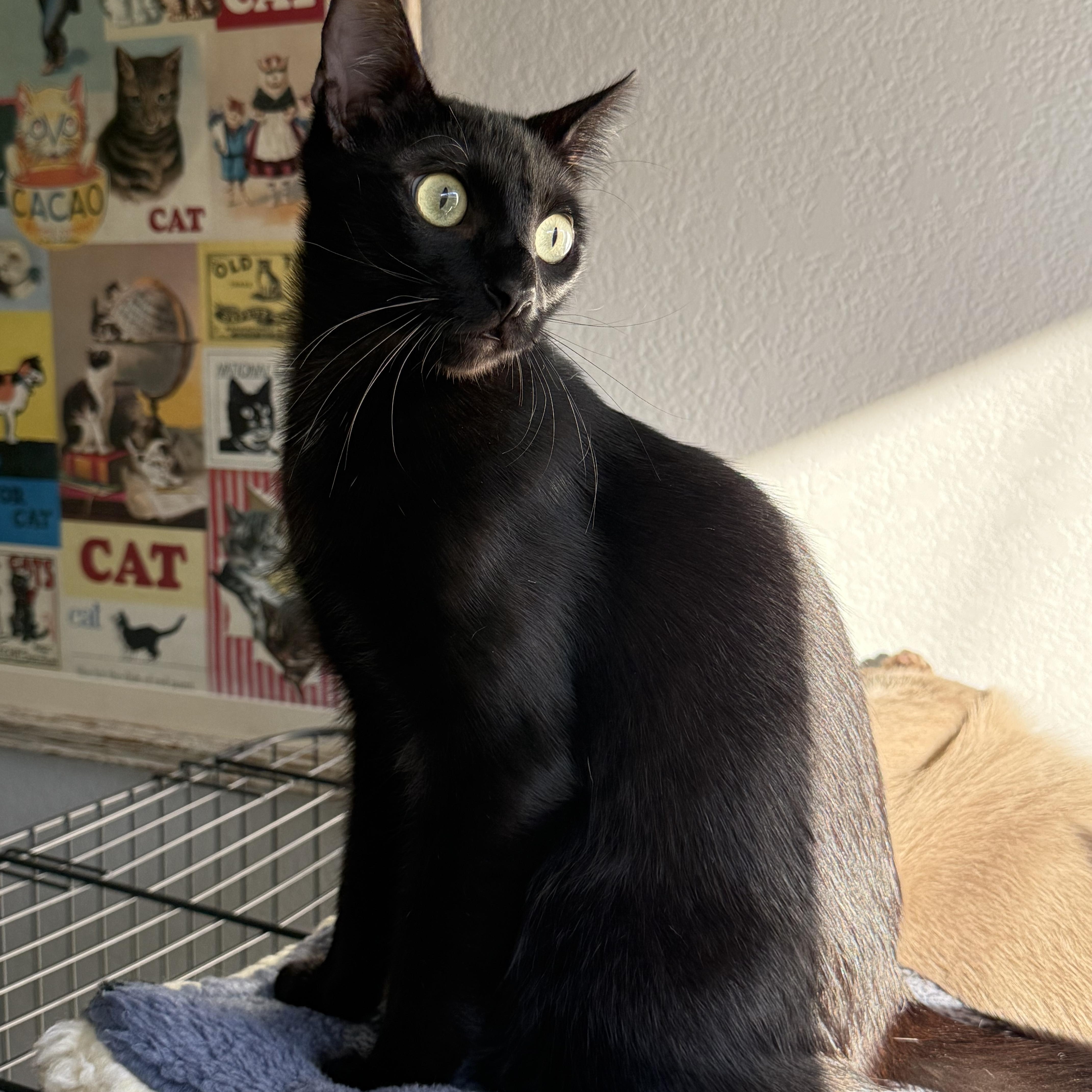 Rolo ( BB)