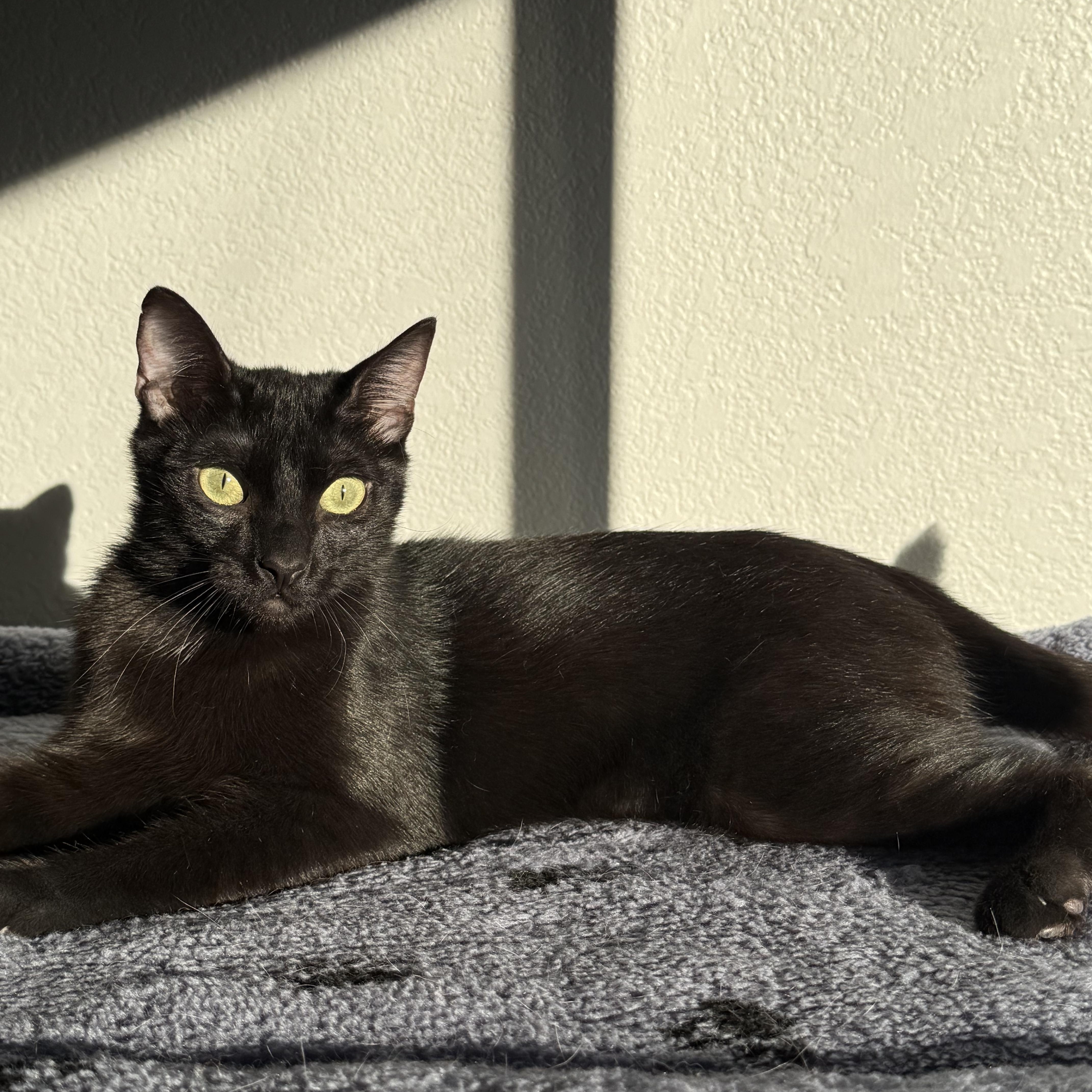 Rolo ( BB)