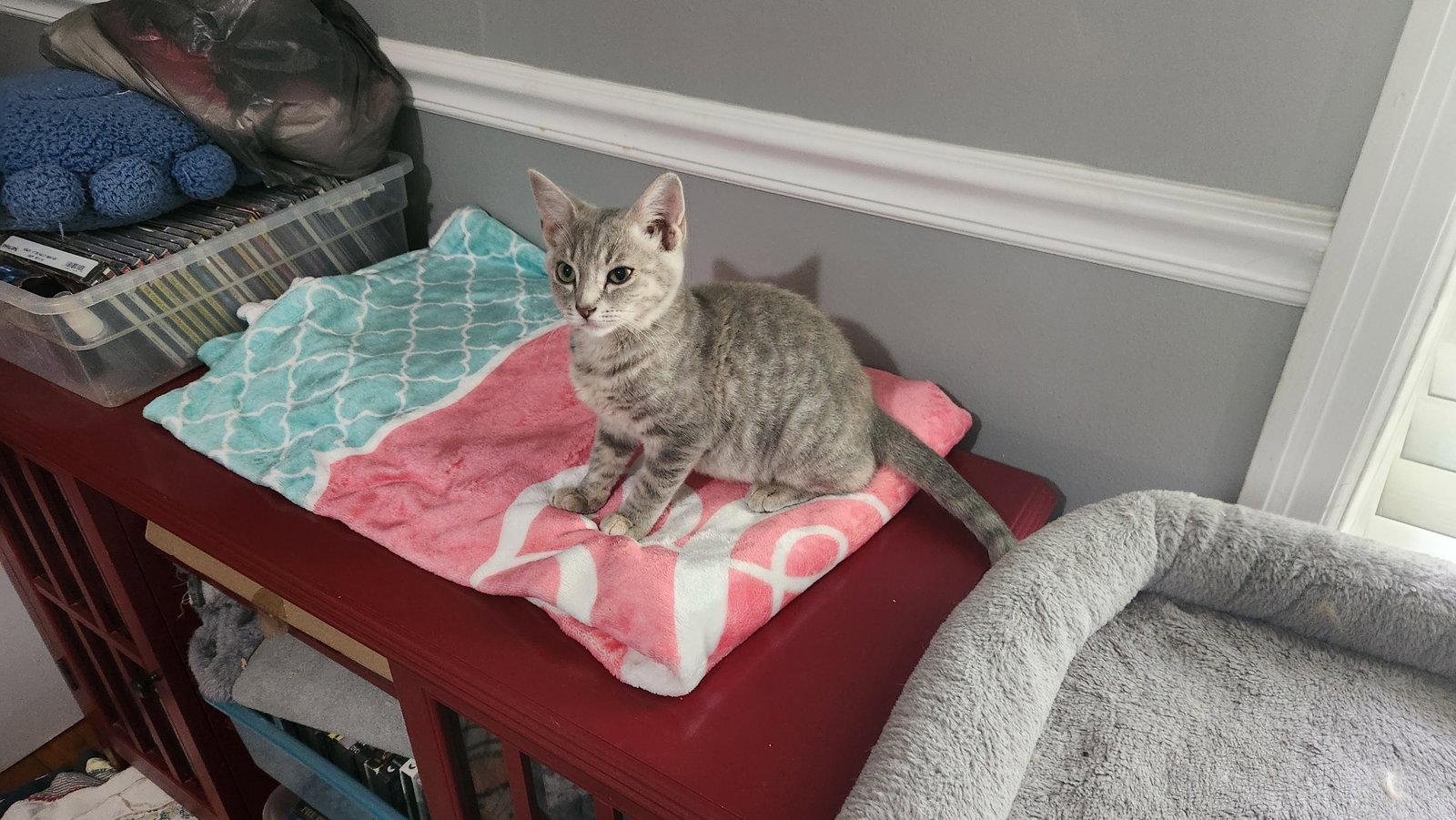 Hope, Adoptable, Young Female American Shorthair.