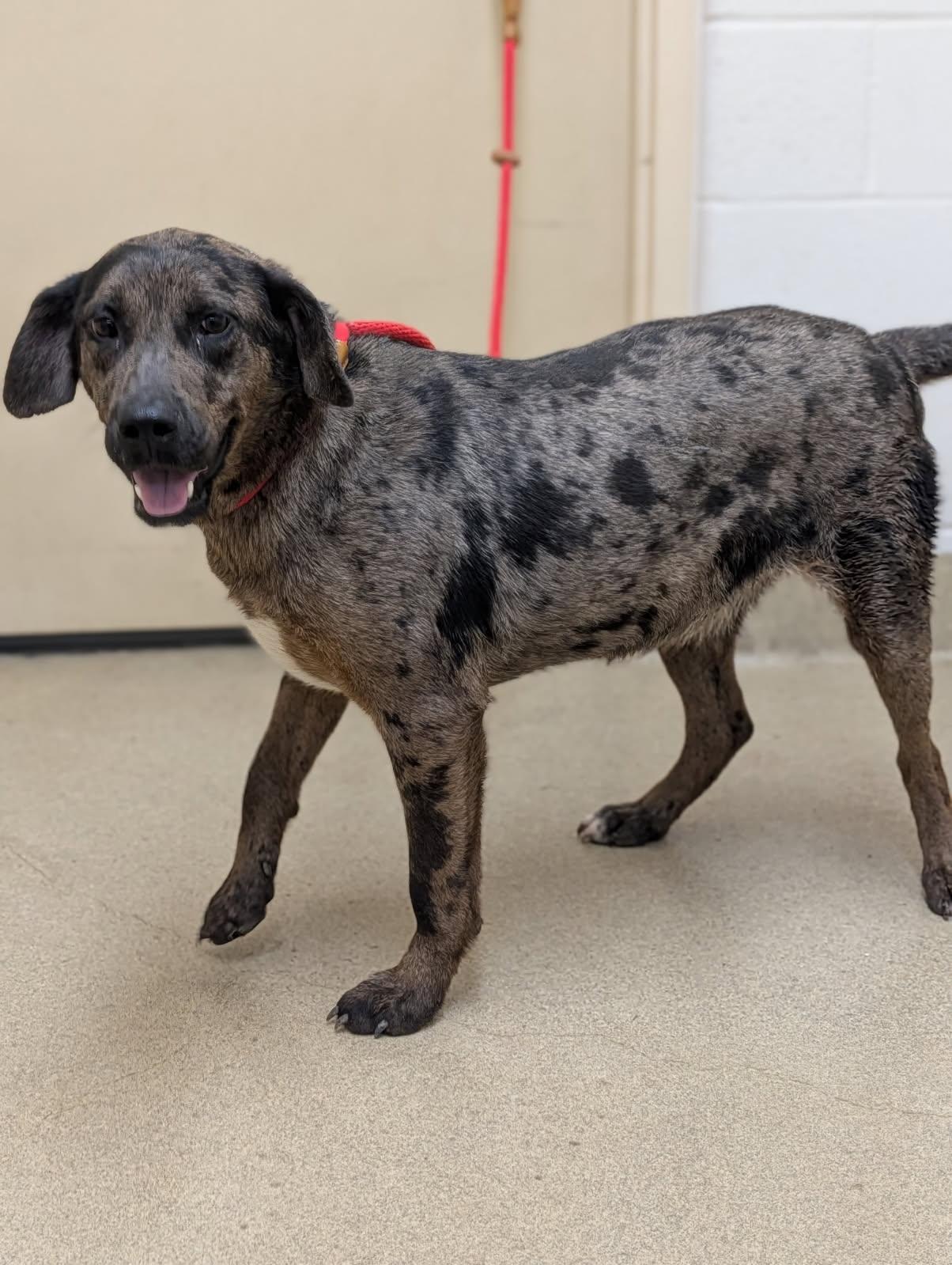 Louise, an adopted mixed breed in Mount Vernon, OH image 2/2
