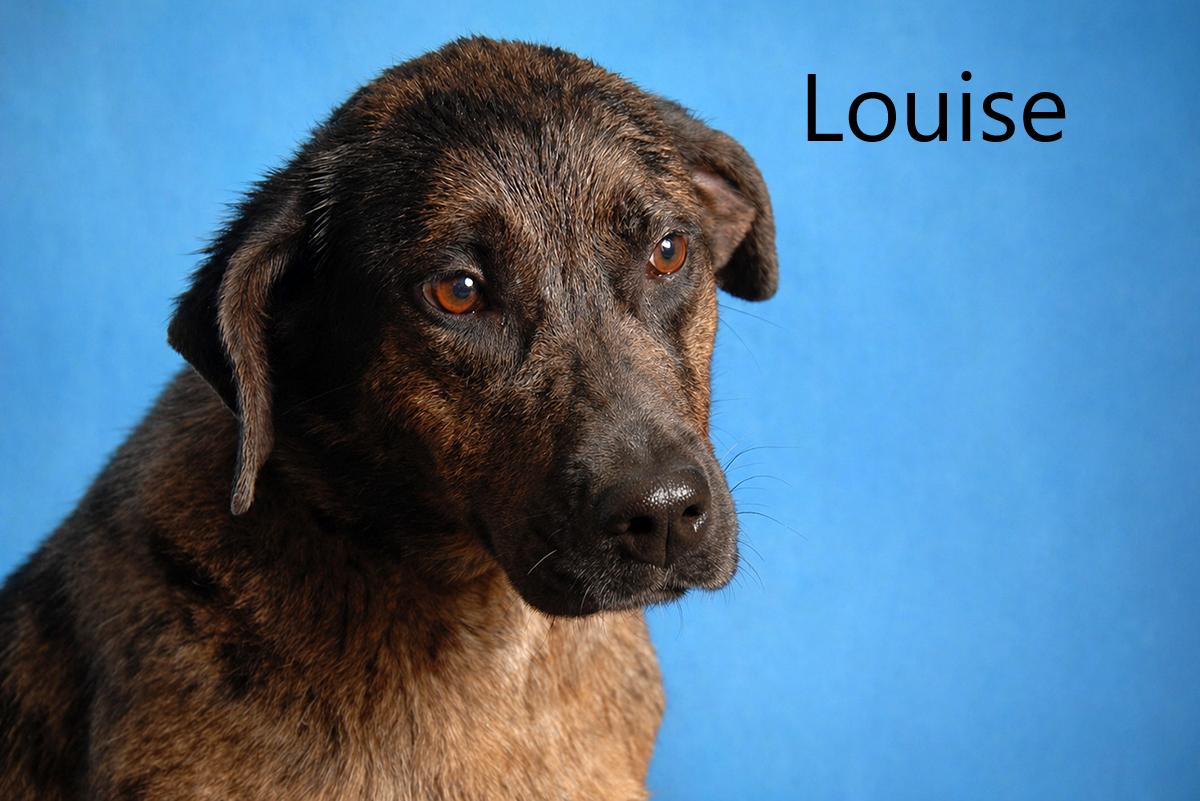 Louise, an adopted mixed breed in Mount Vernon, OH image 1/2