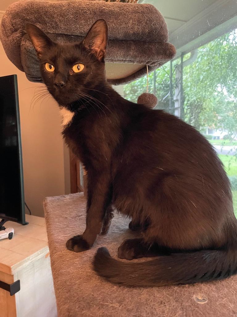 Jane, Adoptable, Adult Female Domestic Short Hair.