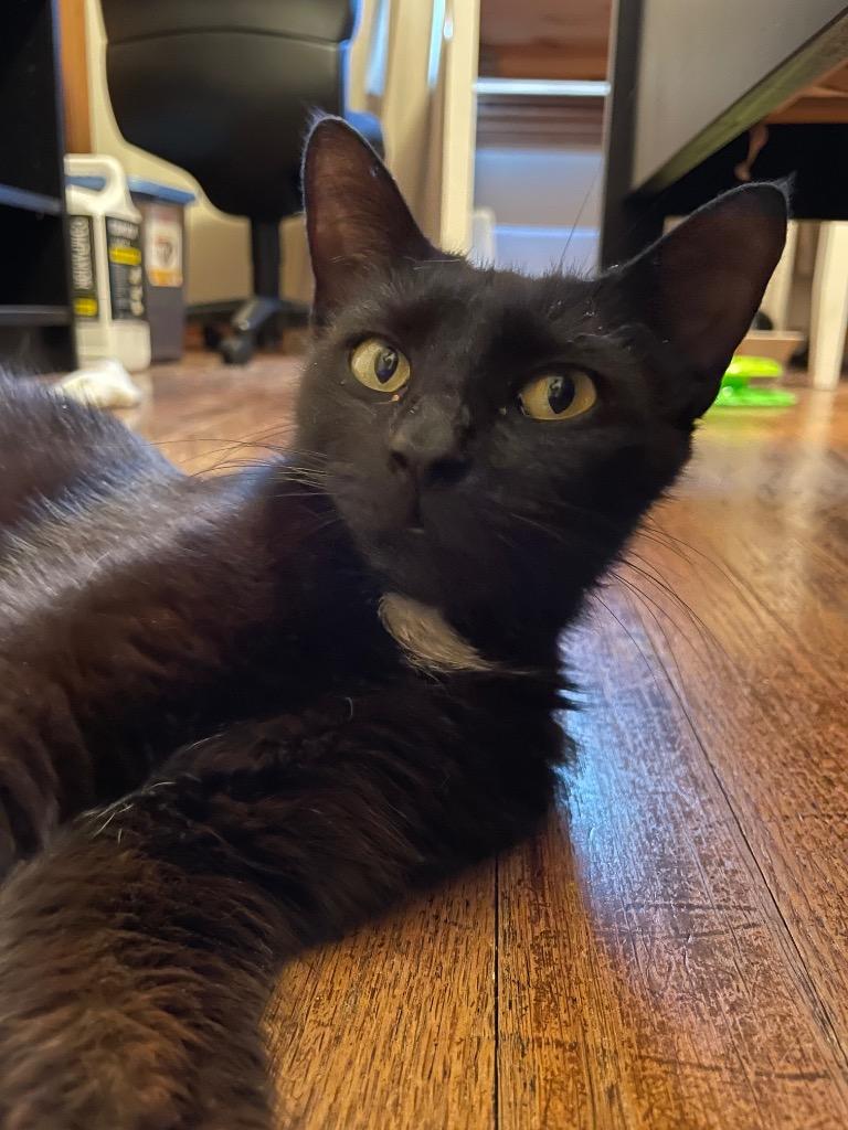 Jane, Adoptable, Adult Female Domestic Short Hair.