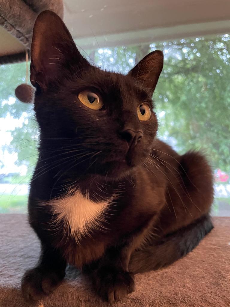 Enlarge Jane, a Adoptable mixed breed in Hampton, VA image 3/3