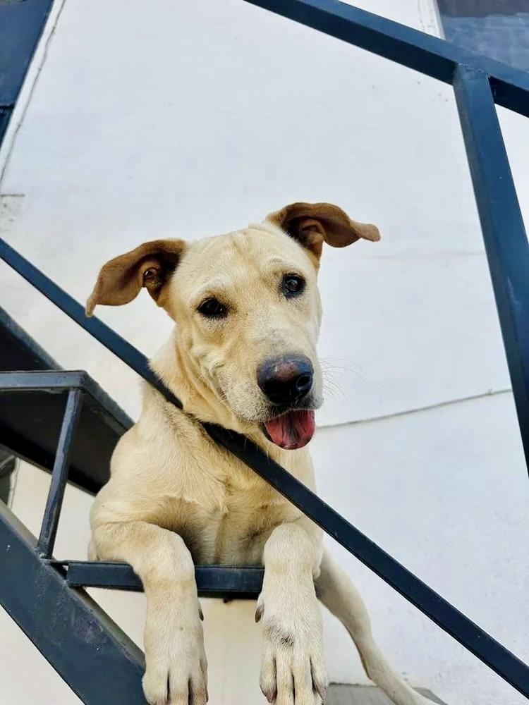 Pretzel — thumbnail 2