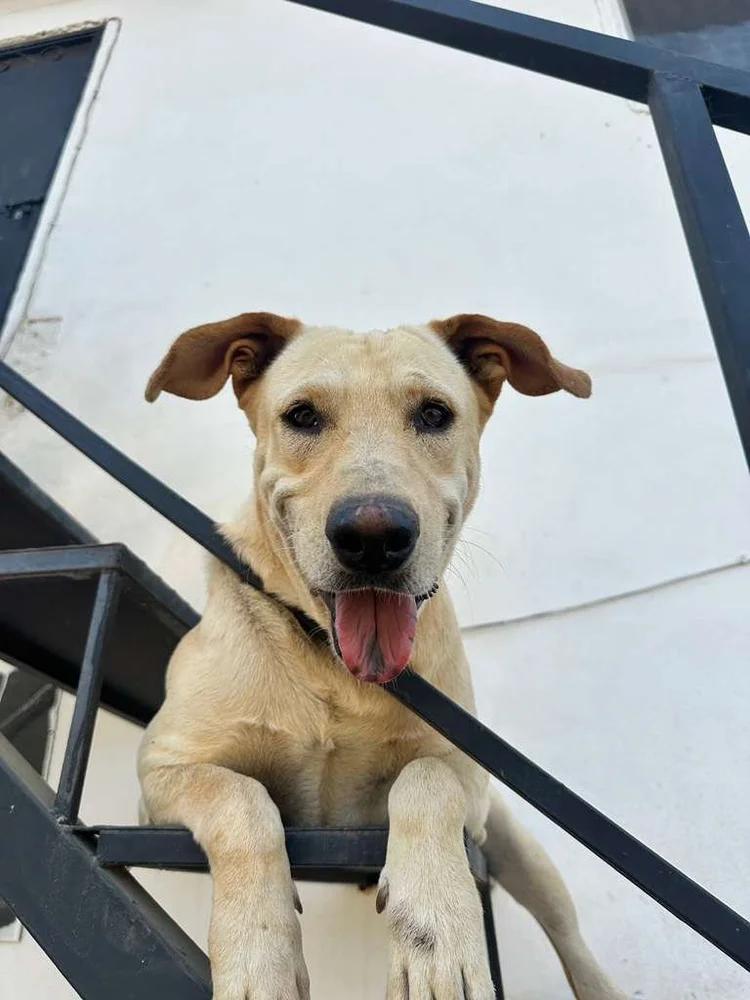 Pretzel — thumbnail 4