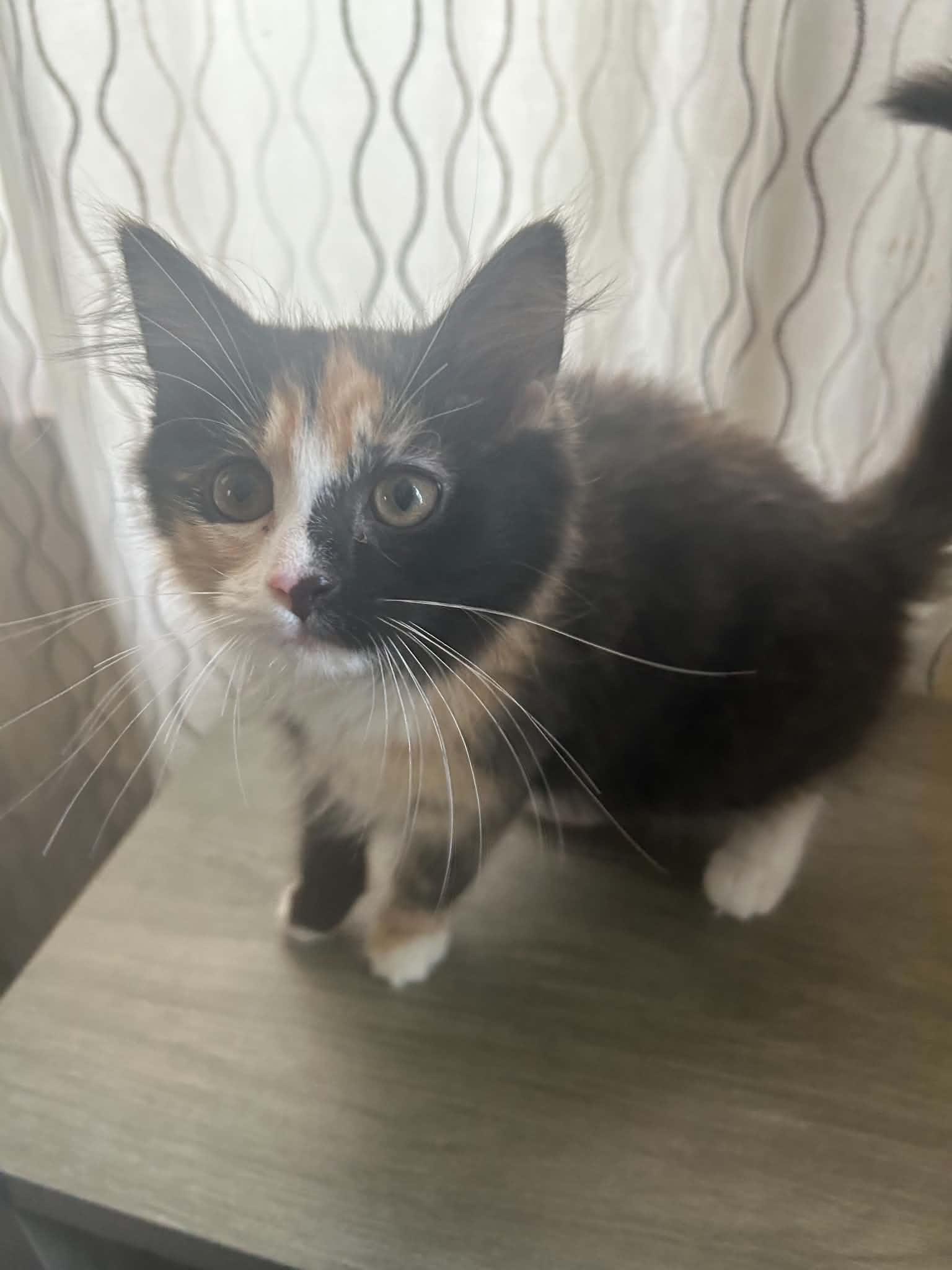 Enlarge Cat-Erpillar, an adoption pending Calico in New Bedford, MA image 2/4
