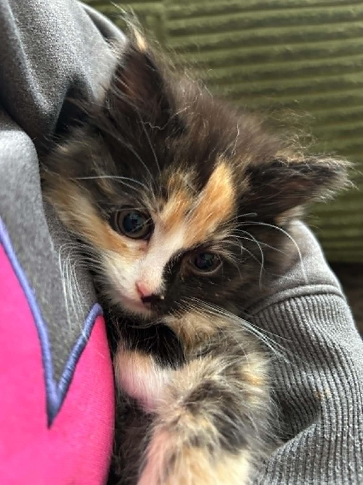 Enlarge Cat-Erpillar, an adoption pending Calico in New Bedford, MA image 4/4