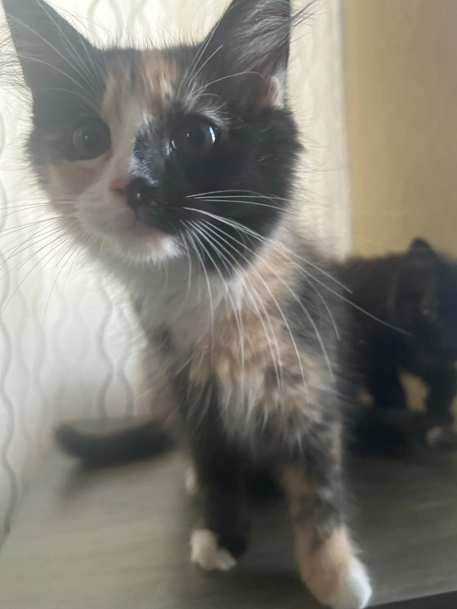 Cat-Erpillar, ADOPTABLE, Kitten Female Calico.