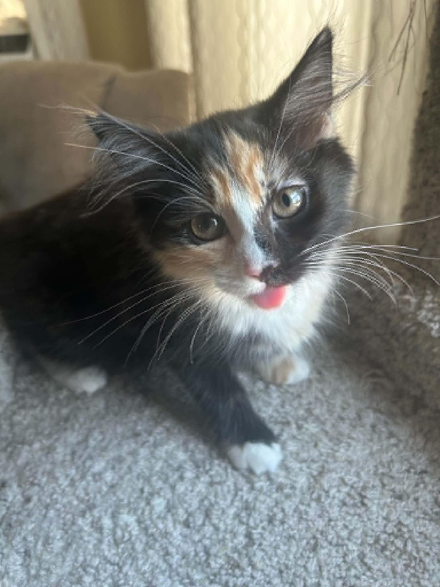 Enlarge Cat-Erpillar, an adoption pending Calico in New Bedford, MA image 3/4