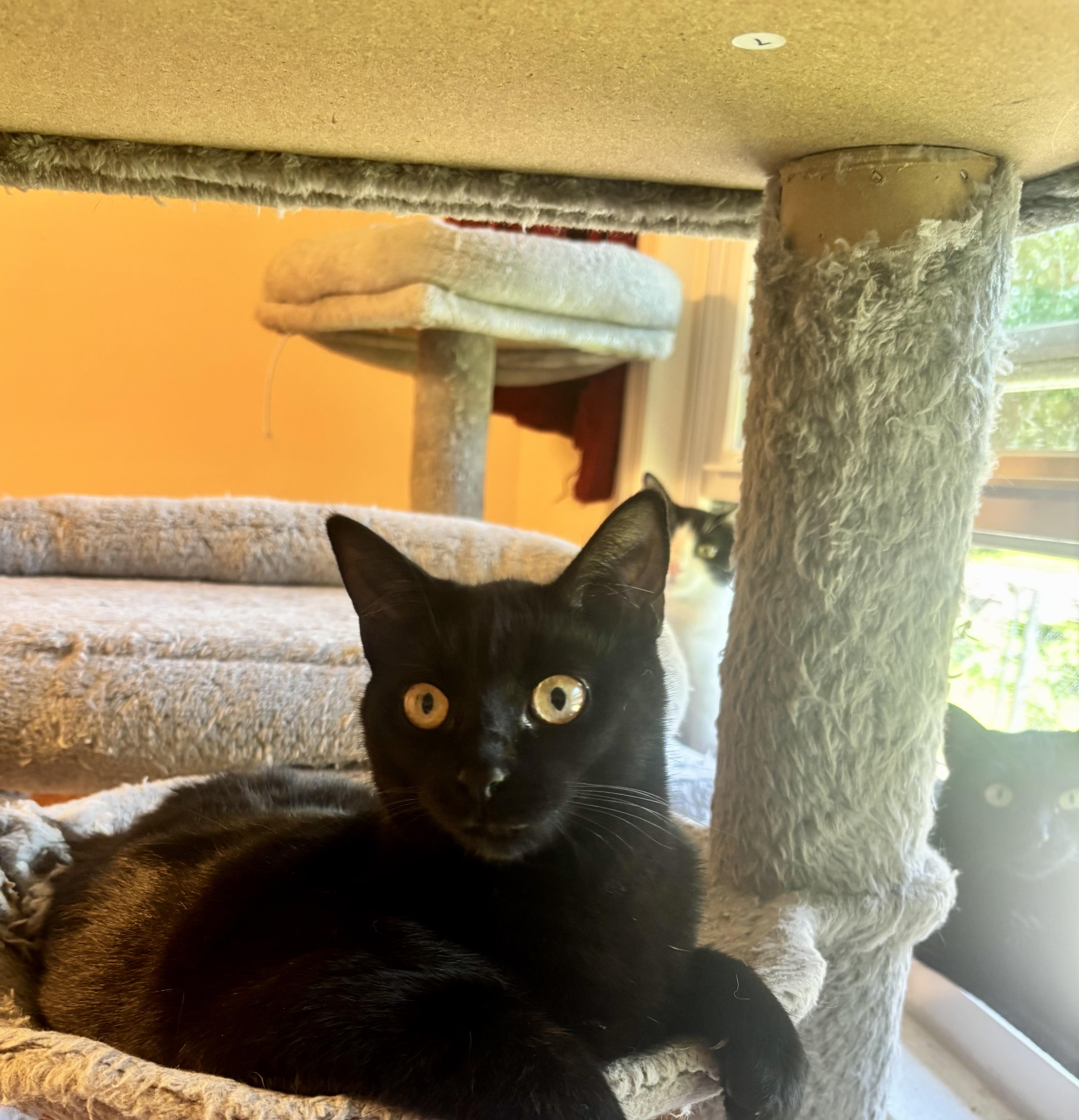 Pupil, Adoptable, Young Female Domestic Short Hair.