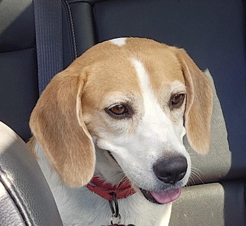 Phoebe, a ADOPTABLE Beagle in Tomball, TX image 1/6