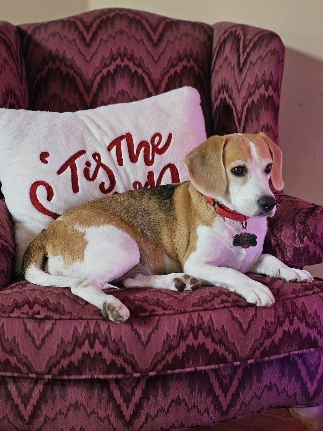 Phoebe, a ADOPTABLE Beagle in Tomball, TX image 2/6