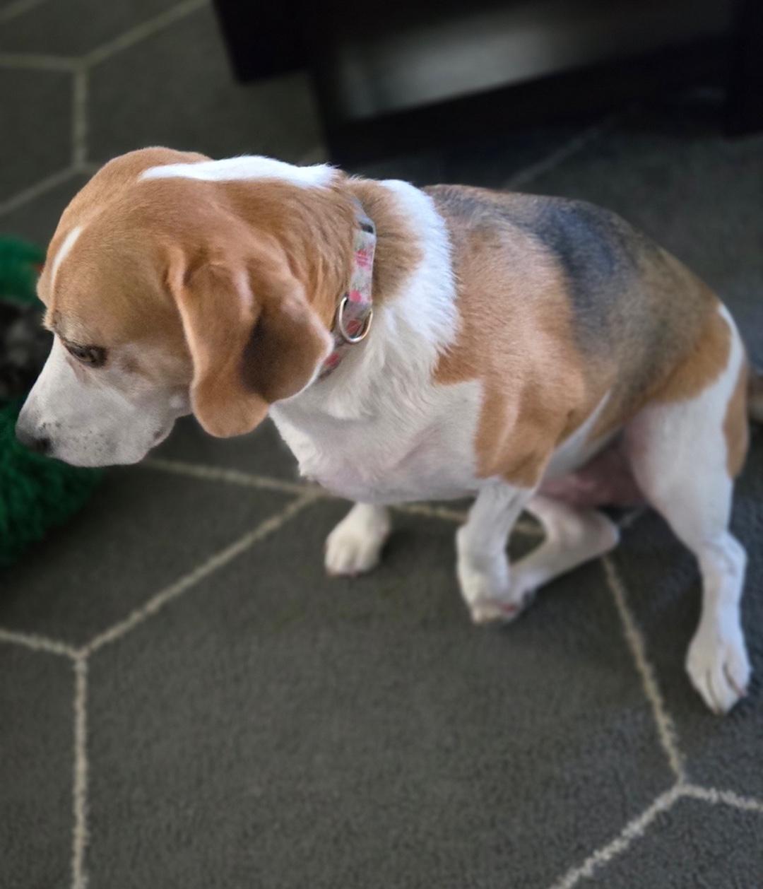Phoebe, a ADOPTABLE Beagle in Tomball, TX image 3/6