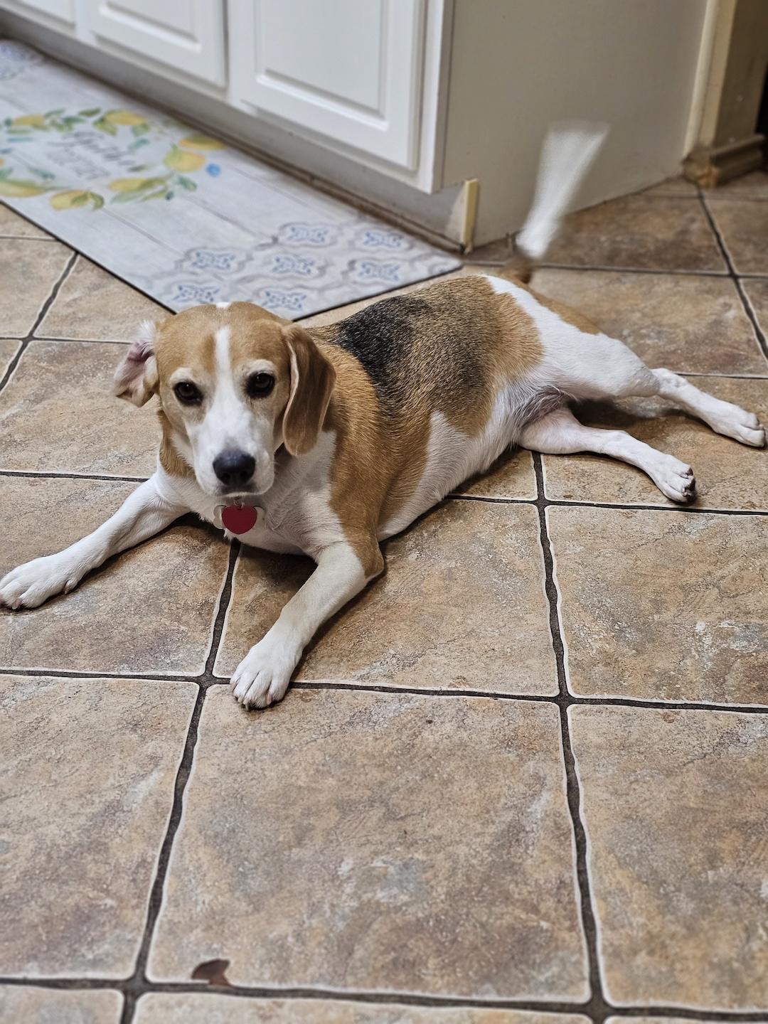 Phoebe, a ADOPTABLE Beagle in Tomball, TX image 5/6