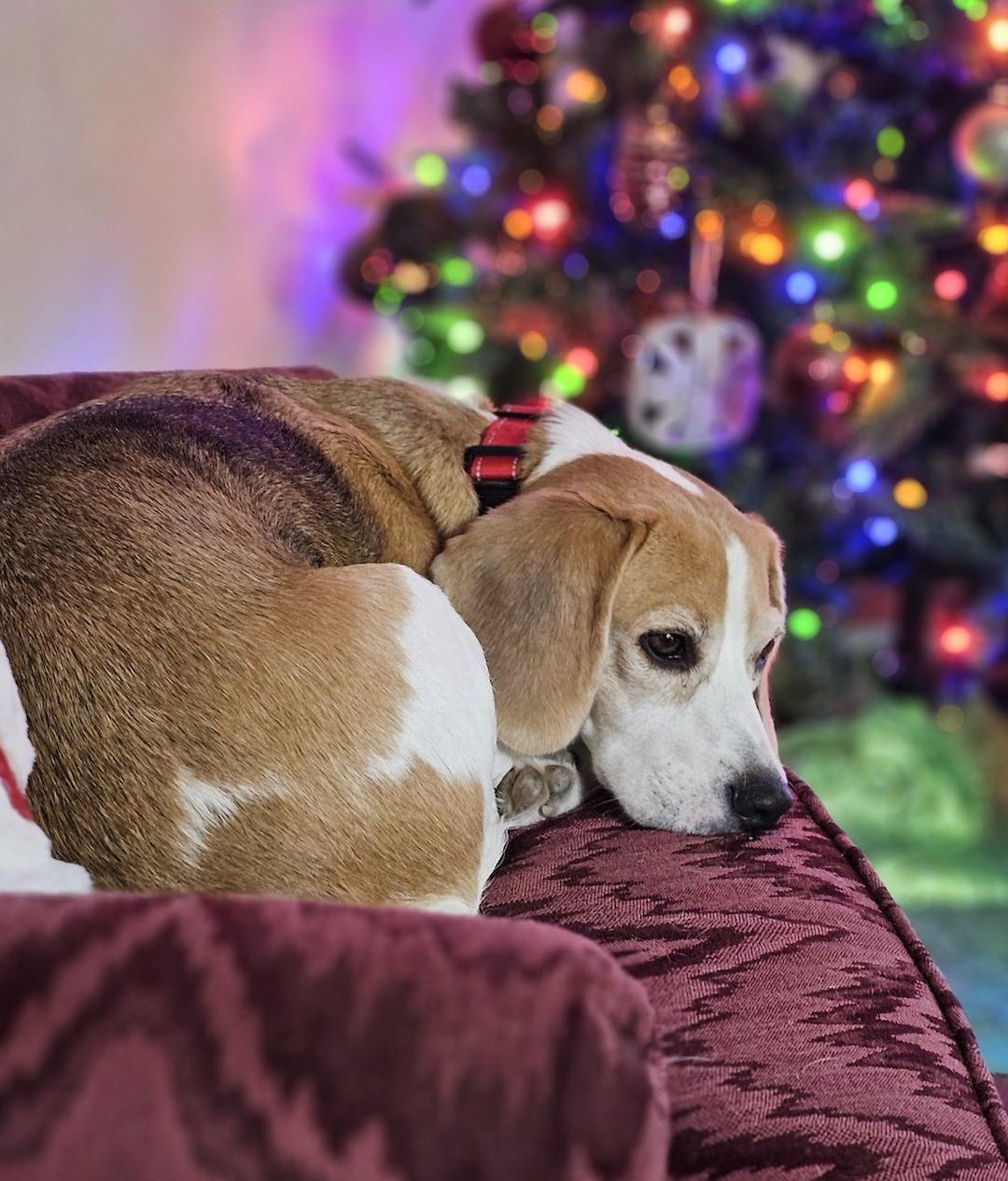 Phoebe, a ADOPTABLE Beagle in Tomball, TX image 6/6