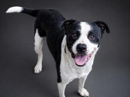 Buster, Adoptable, Adult Male Pit Bull Terrier & Mixed Breed.