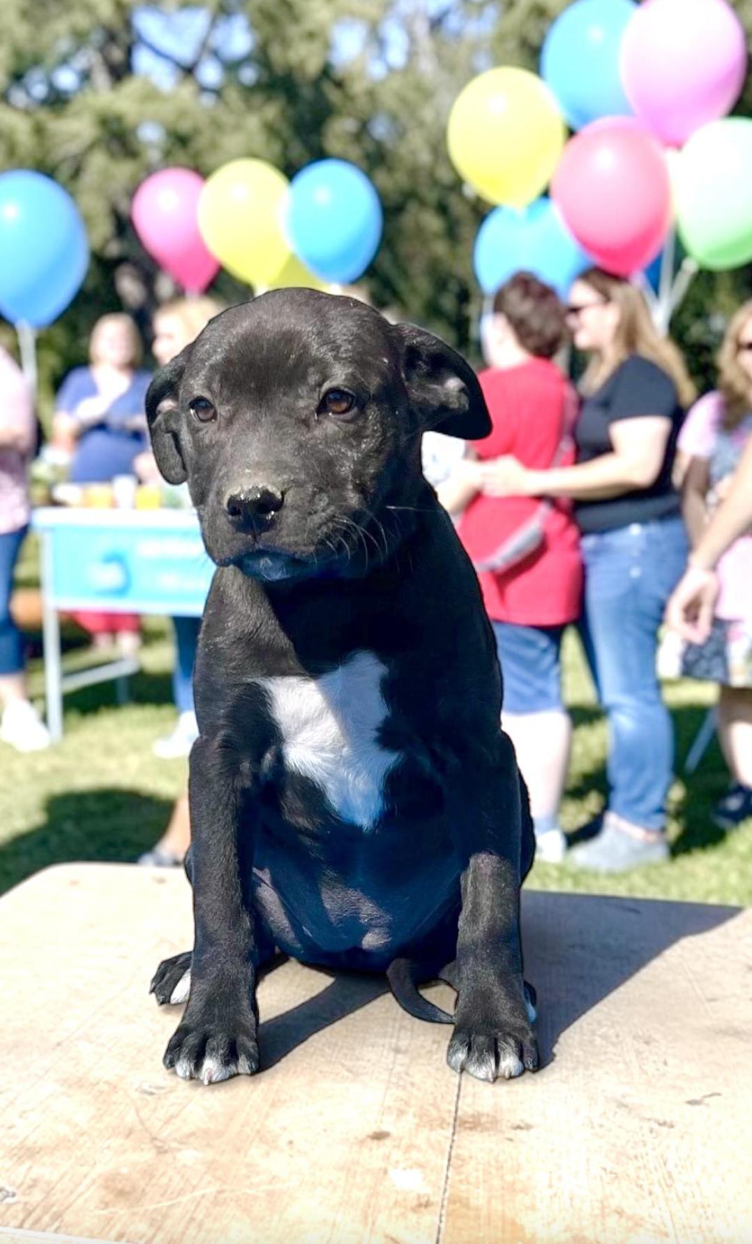 Beatrice — thumbnail 3