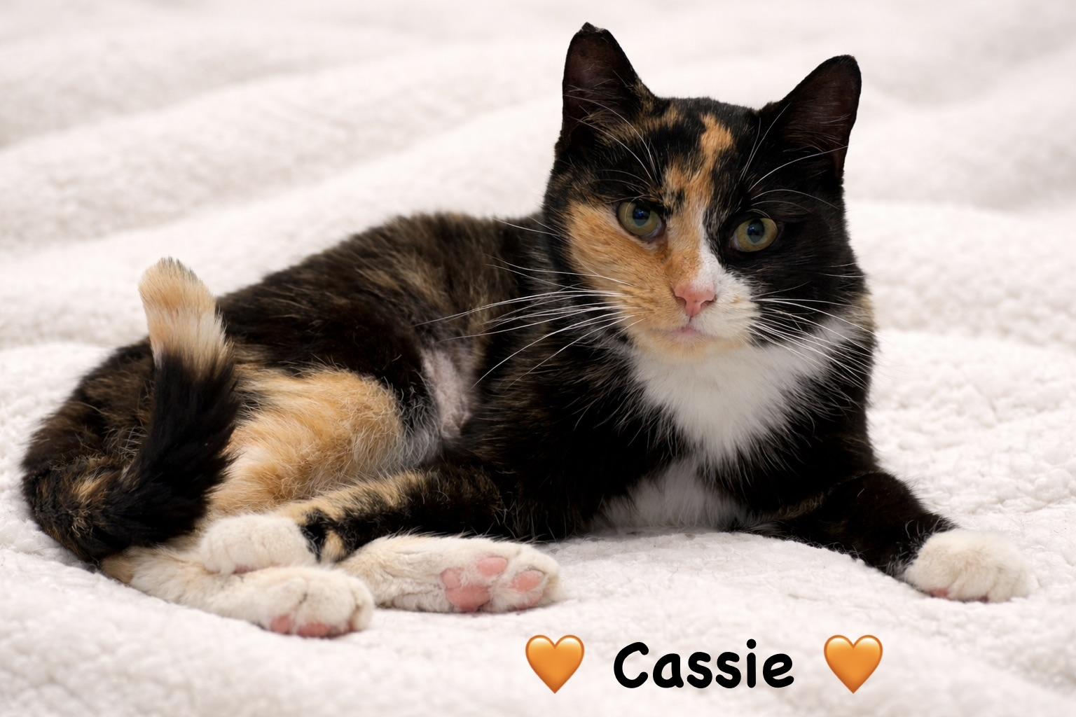 Cassie, a ADOPTABLE Calico in Copley, OH image 1/2