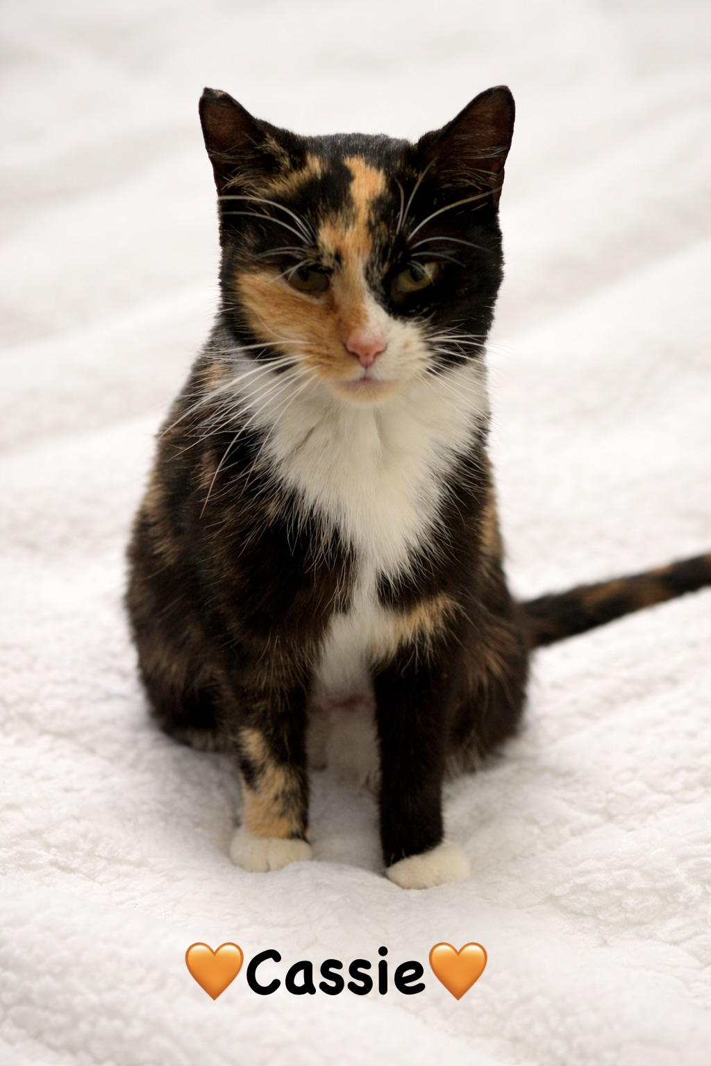 Cassie, a ADOPTABLE Calico in Copley, OH image 2/2