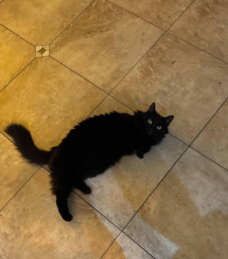 Jenna, adopted, Adult Female Domestic Medium Hair.
